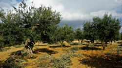 Oliveraie. Photo : Jaume Morera Guixà - CMRO