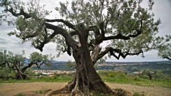 Olivera del capella foto de jaume morera guixa cmro 2